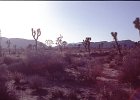 Anzo-Borrego Deert, Joshua Tree. Lake Havasu 24.2. -25.2